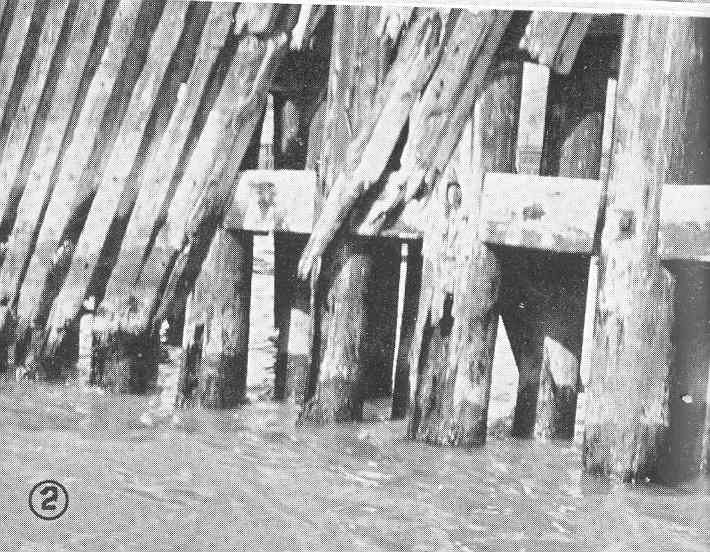 File:FMIB 49821 Creosoted ferry slip piling, attacked by Limnoria where creosote zone was cut through in construction.jpeg