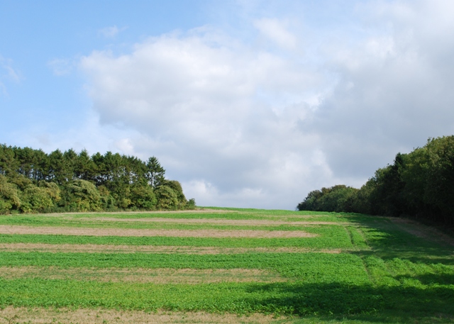 File:Farmland and woods, Stoke Down - geograph.org.uk - 1503368.jpg