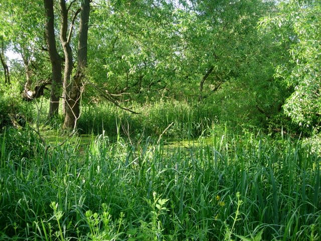 Nature Glance-What's a Fen? 