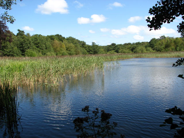 File:Fishing Pond in Old Decoy Plantation - geograph.org.uk - 545896.jpg
