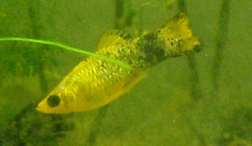 Molly (poisson) — Wikipédia