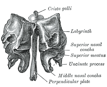 superior nasal concha skull