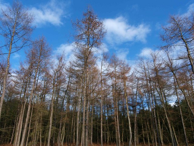 File:Haw Park Wood trees - geograph.org.uk - 719839.jpg