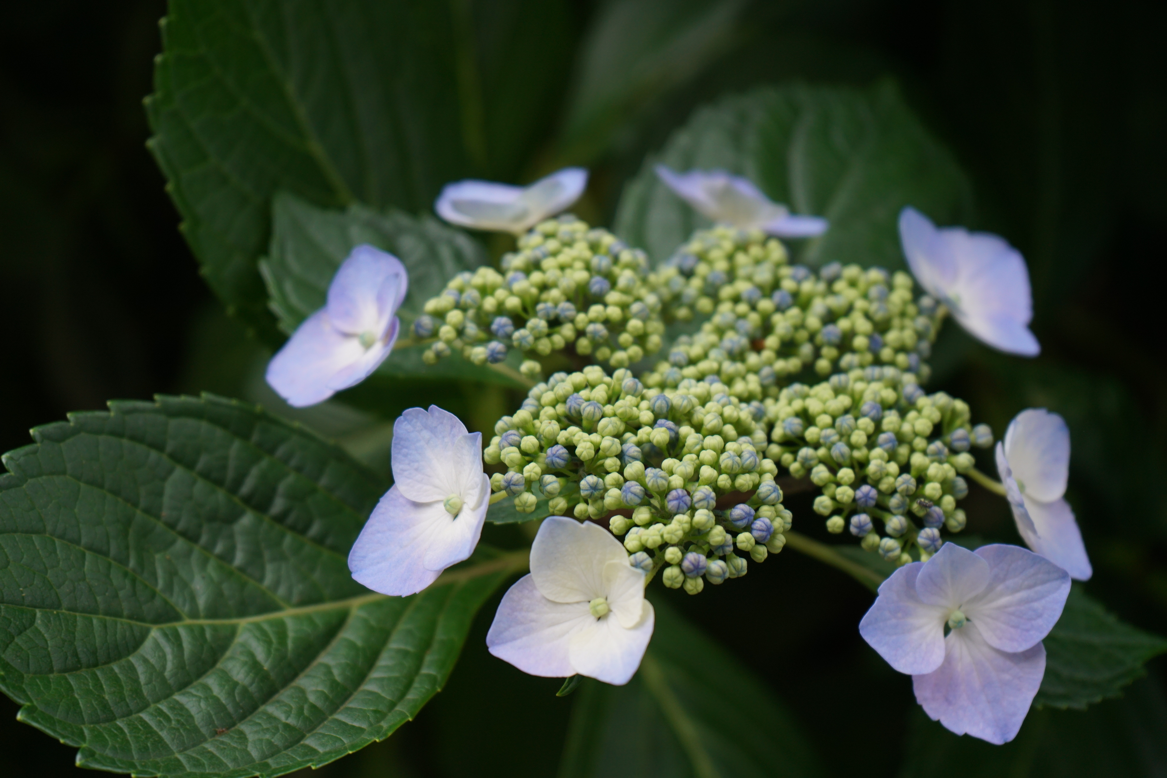 Hydrangea shop anomala petiolaris