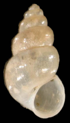 Hydrobia ventrosa shell.jpg