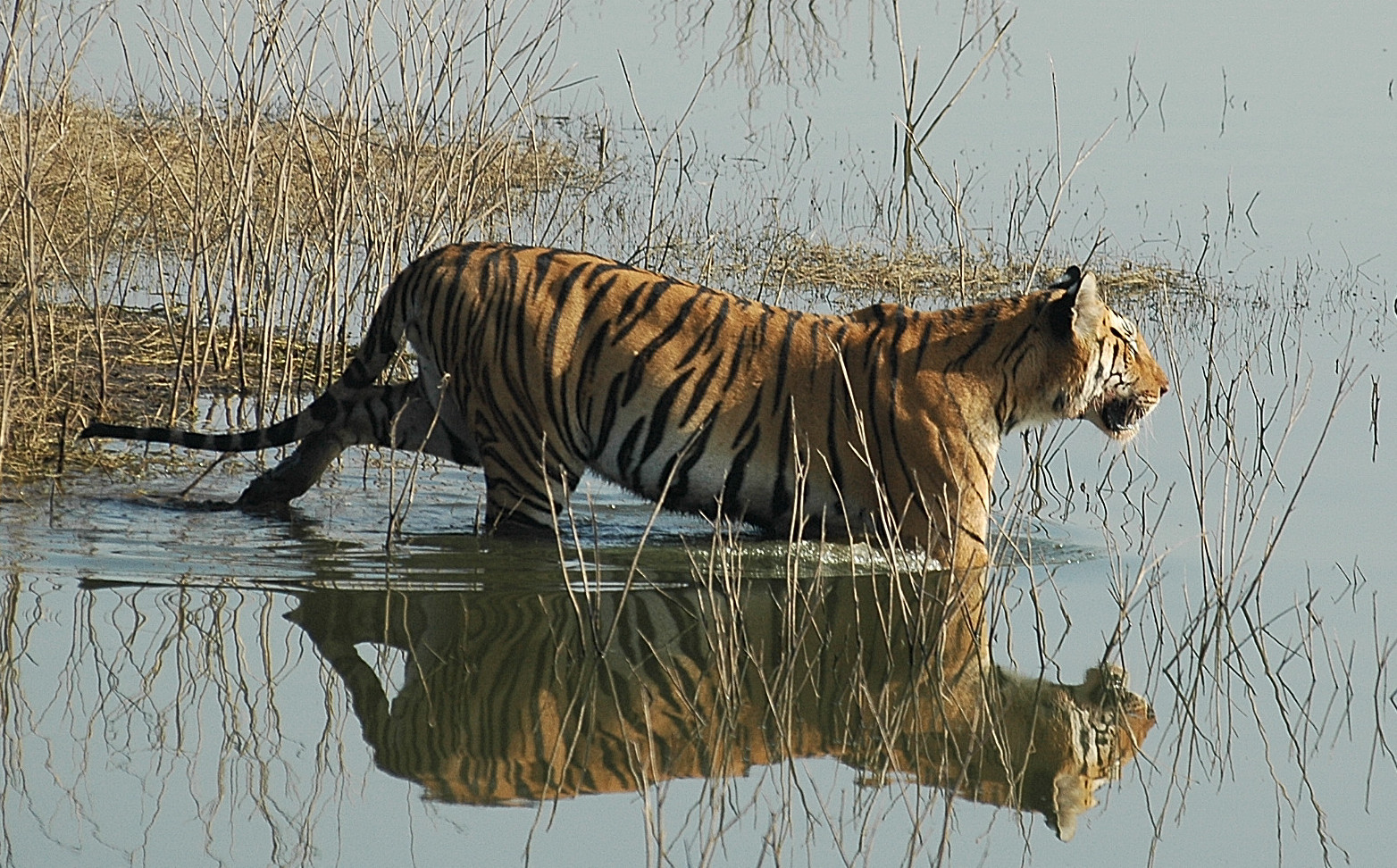 Tiger Rhino Safari Tour Package in India