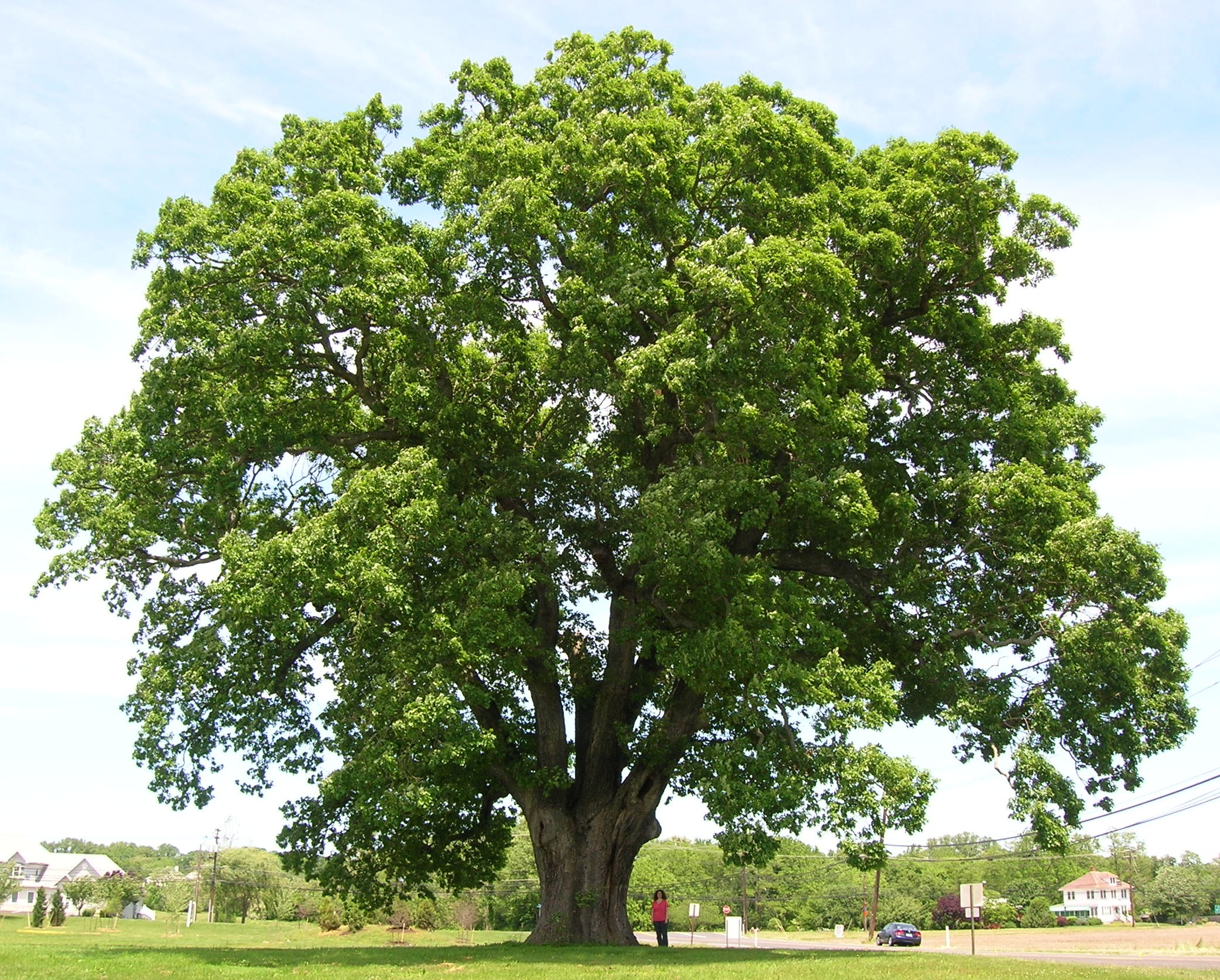 deciduous forest oak tree