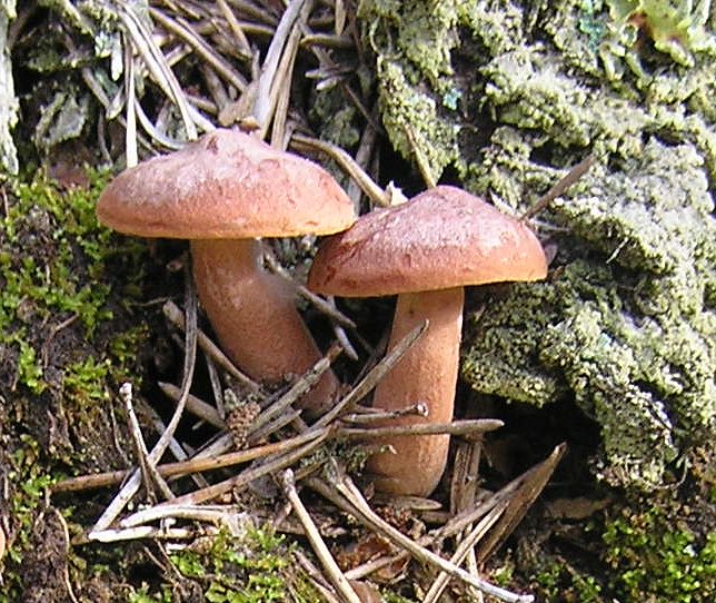 File:Lactarius rufus11.jpg