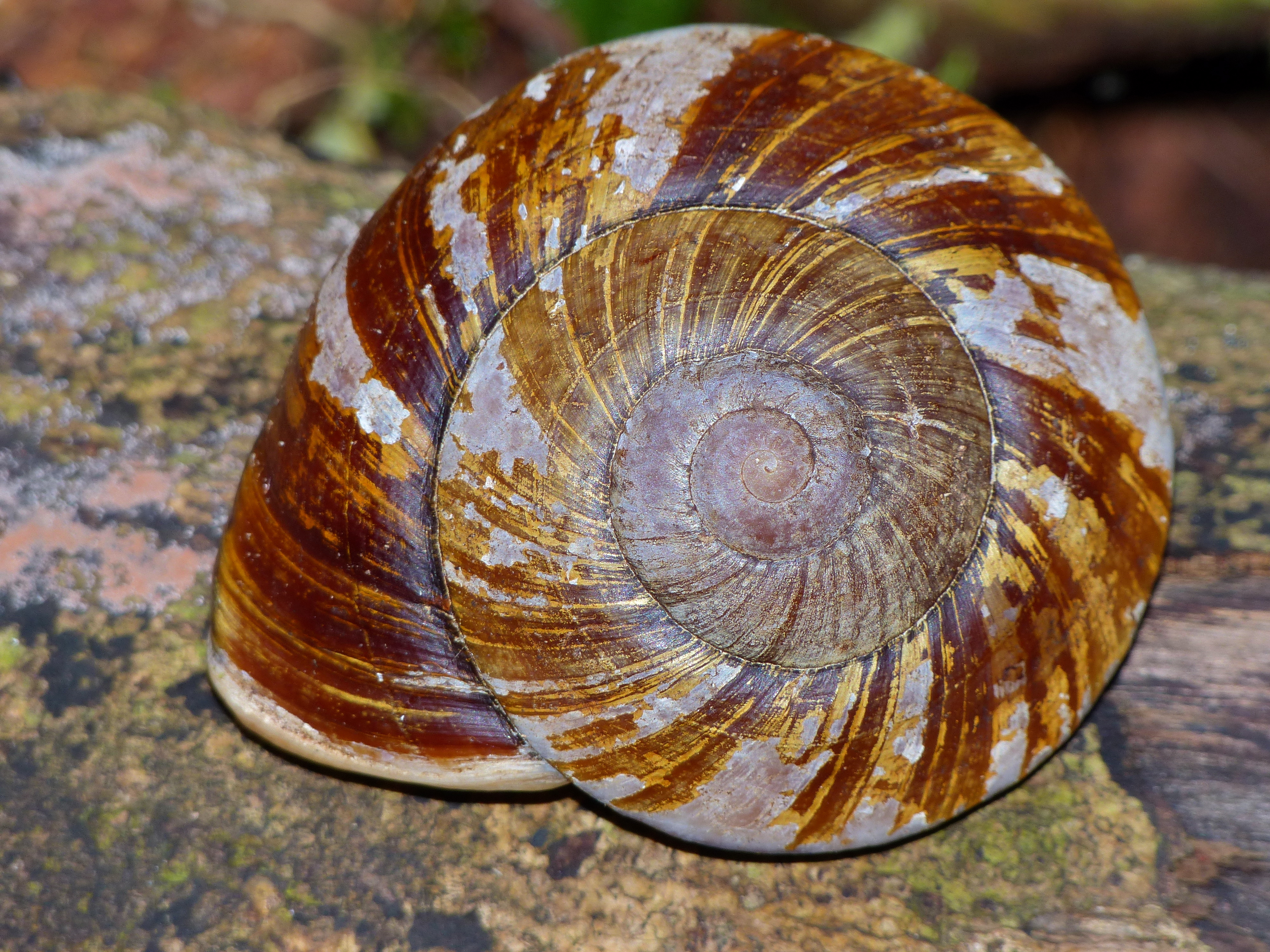 Land Snail (Bertia brookei) (15469711322).jpg