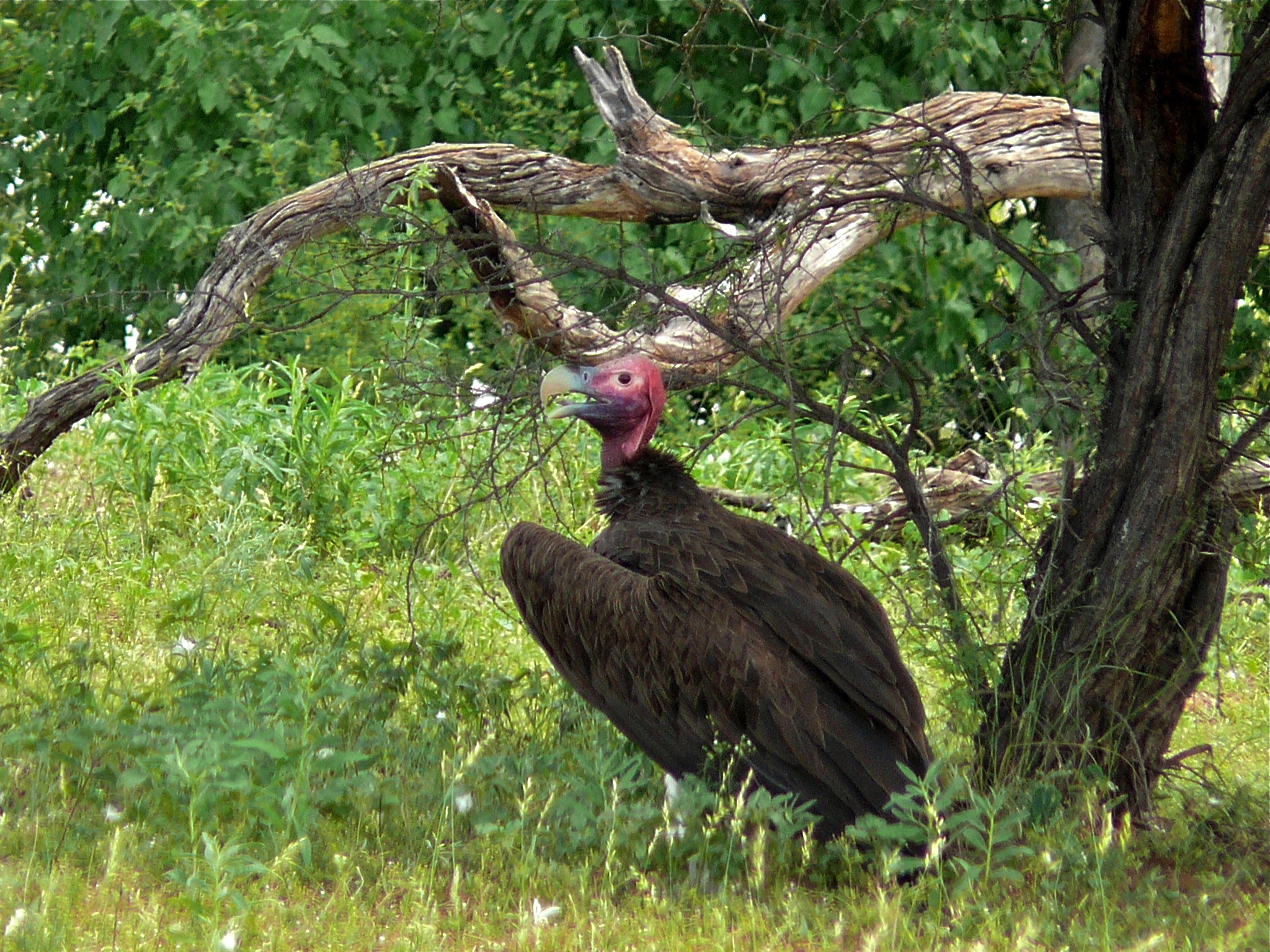 Lappet-faced Vulture (Torgos tracheliotus) (6045317060).jpg