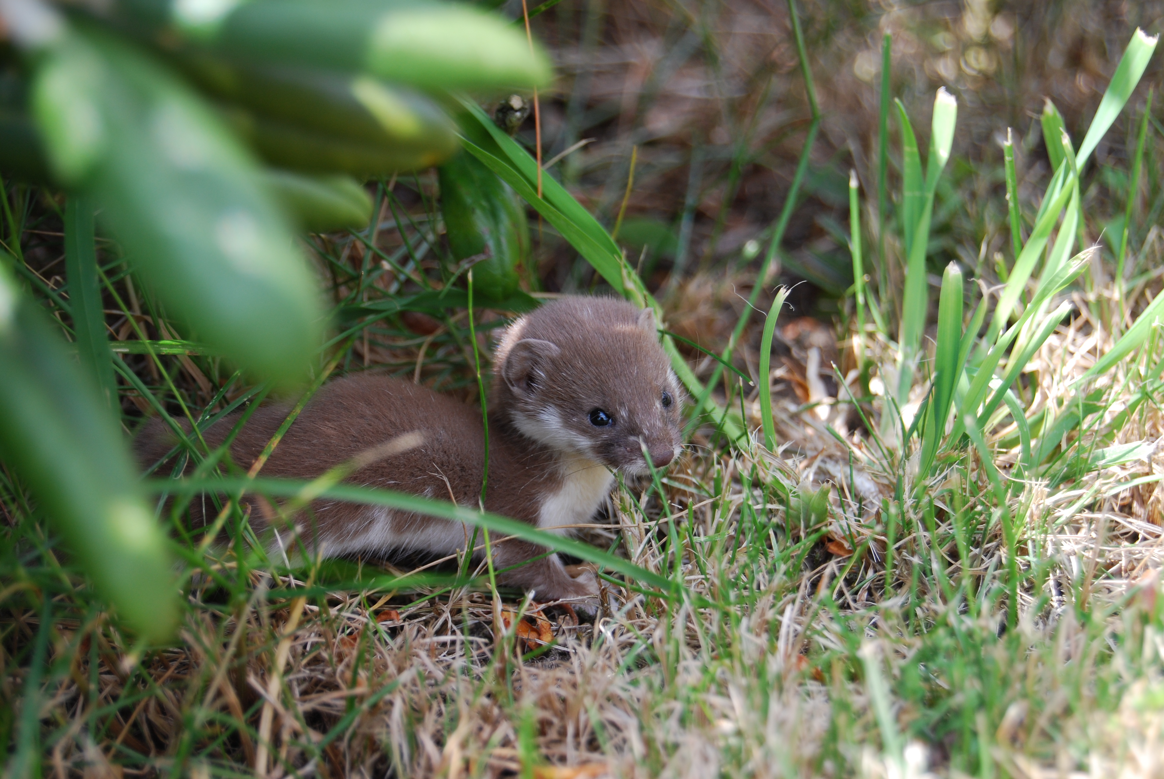 Mustela nivalis