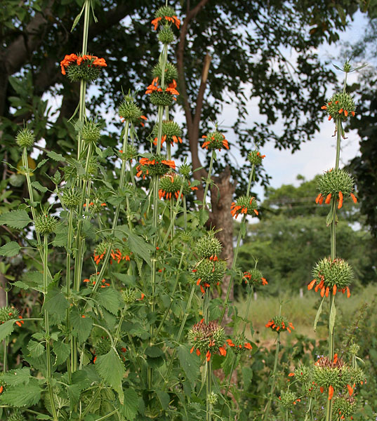 File:Leonotis nepetifolia (Deepmal) in Narshapur, AP W2 IMG 1166.jpg