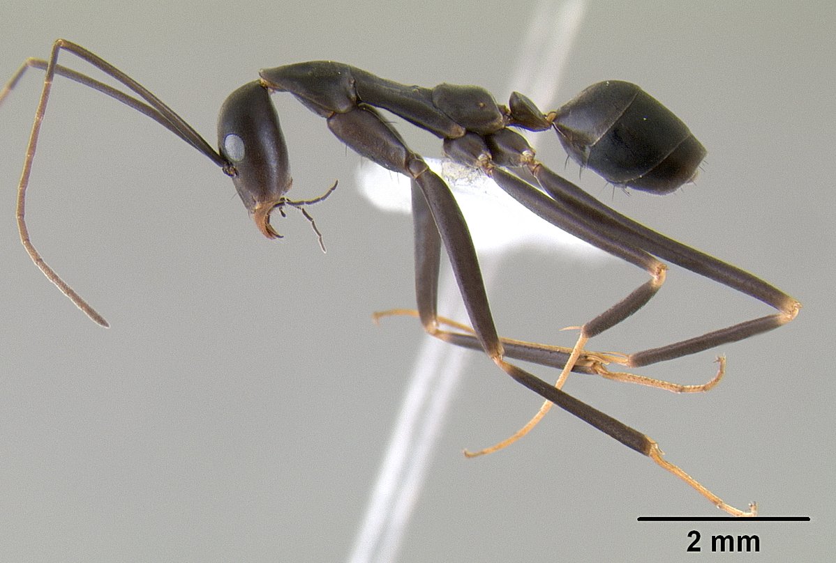 Leptomyrmex mjobergi