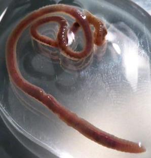 Lumbriculidae Family of annelid worms
