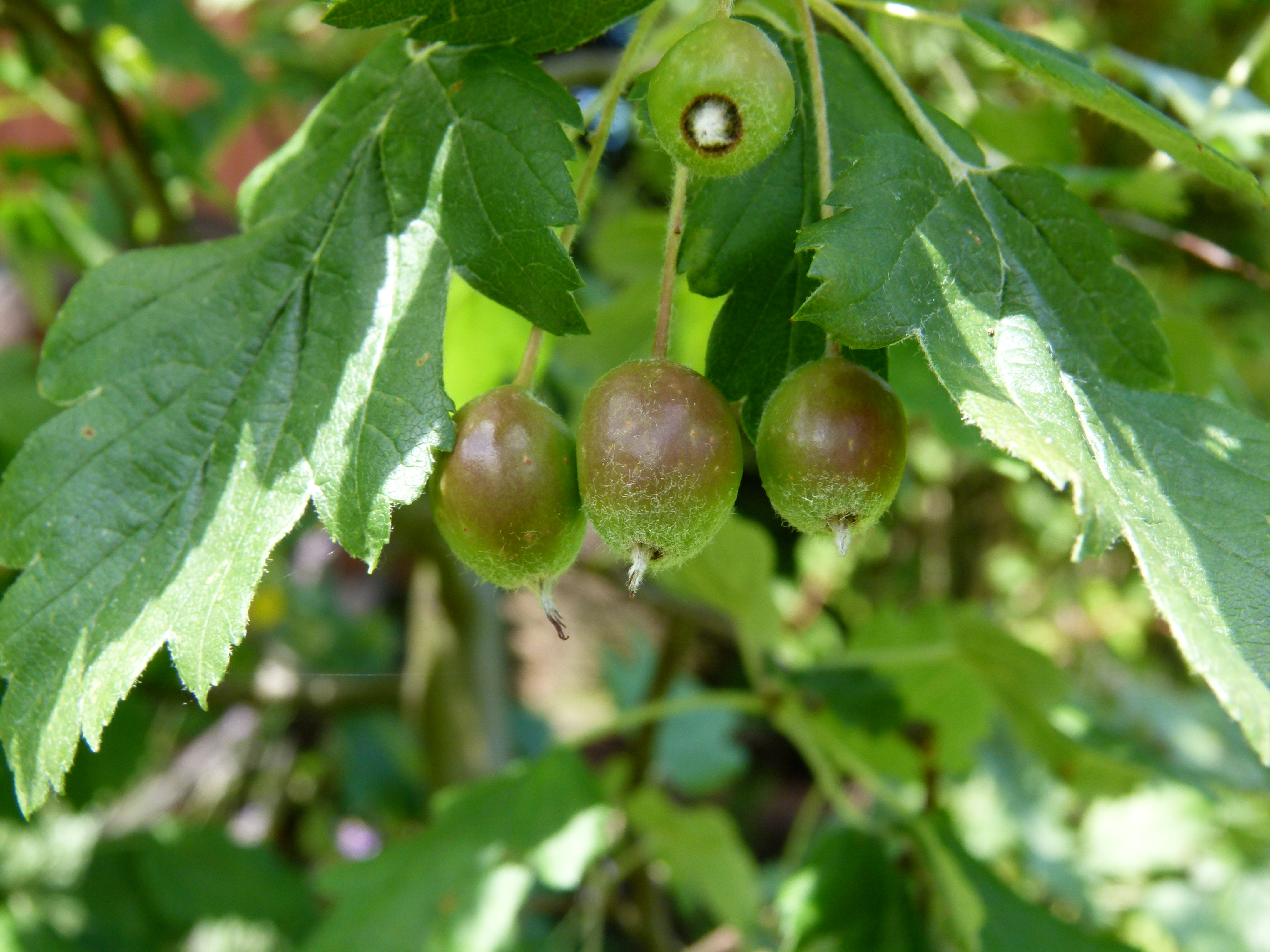 Malus_florentina_-_Florentine_crabapple_-_hawthorn-leaf_crabapple_-_italienischer_Zierapfel_07.jpg