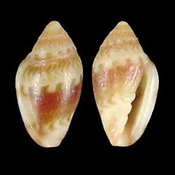 Marginella anna