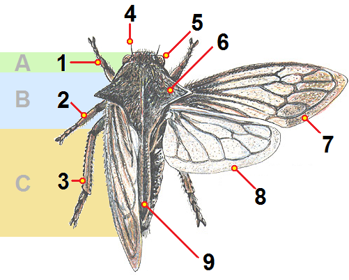 File:Membracidae-Centrotus-cornutus.png