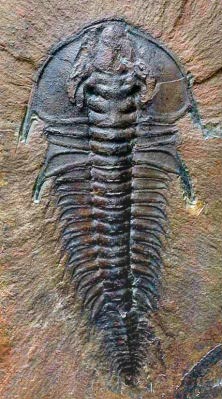 File:Mesonacis vermontanus.jpg