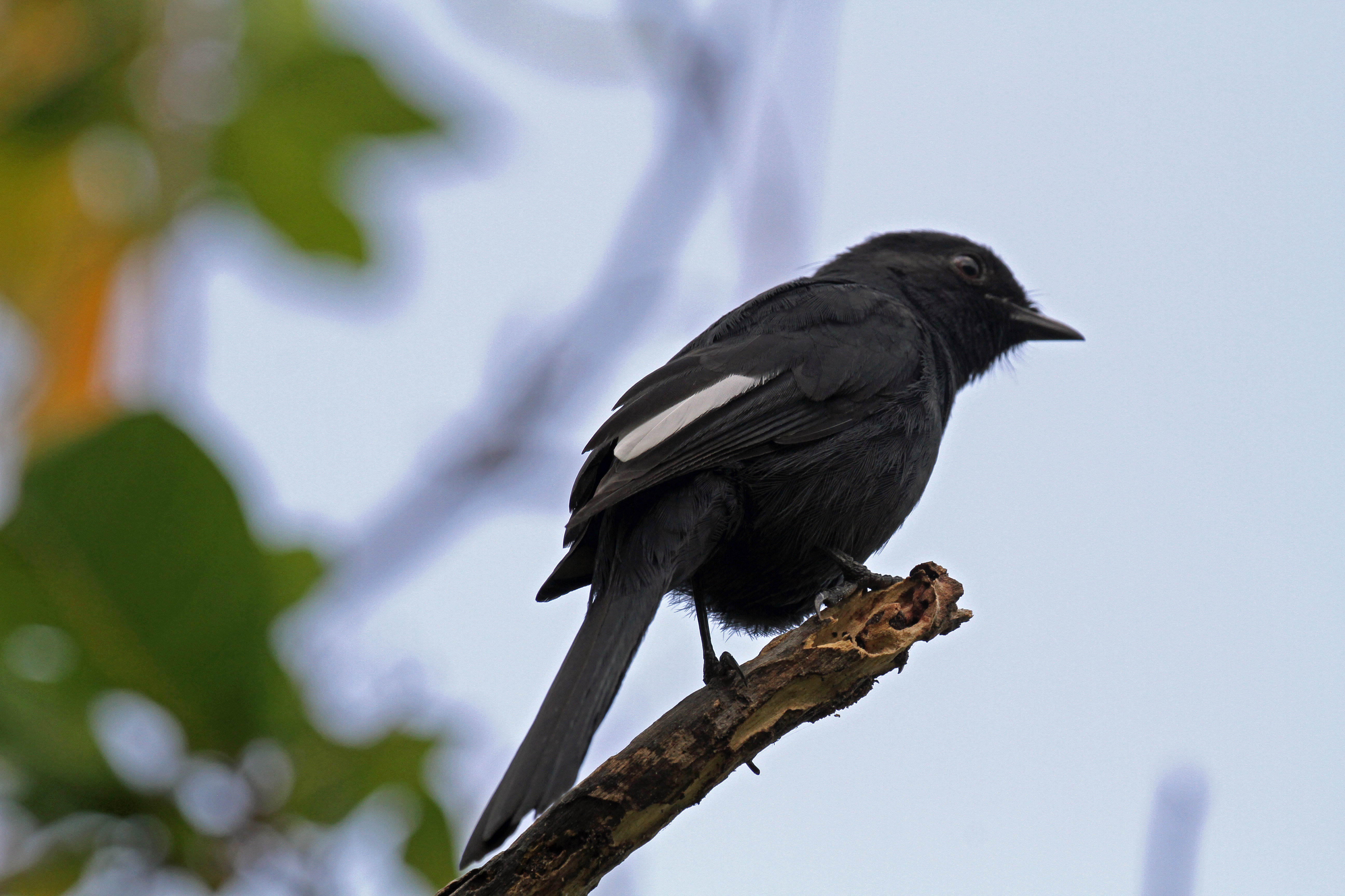 black fly catcher