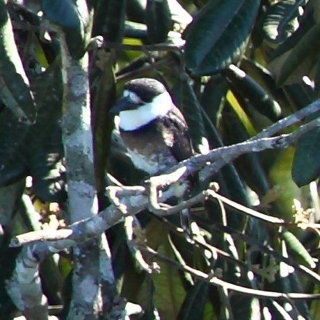 File:Notharchus ordii - Brown-banded Puffbird.JPG