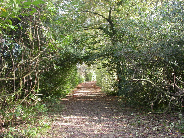 File:Oakley, drive - geograph.org.uk - 1553867.jpg