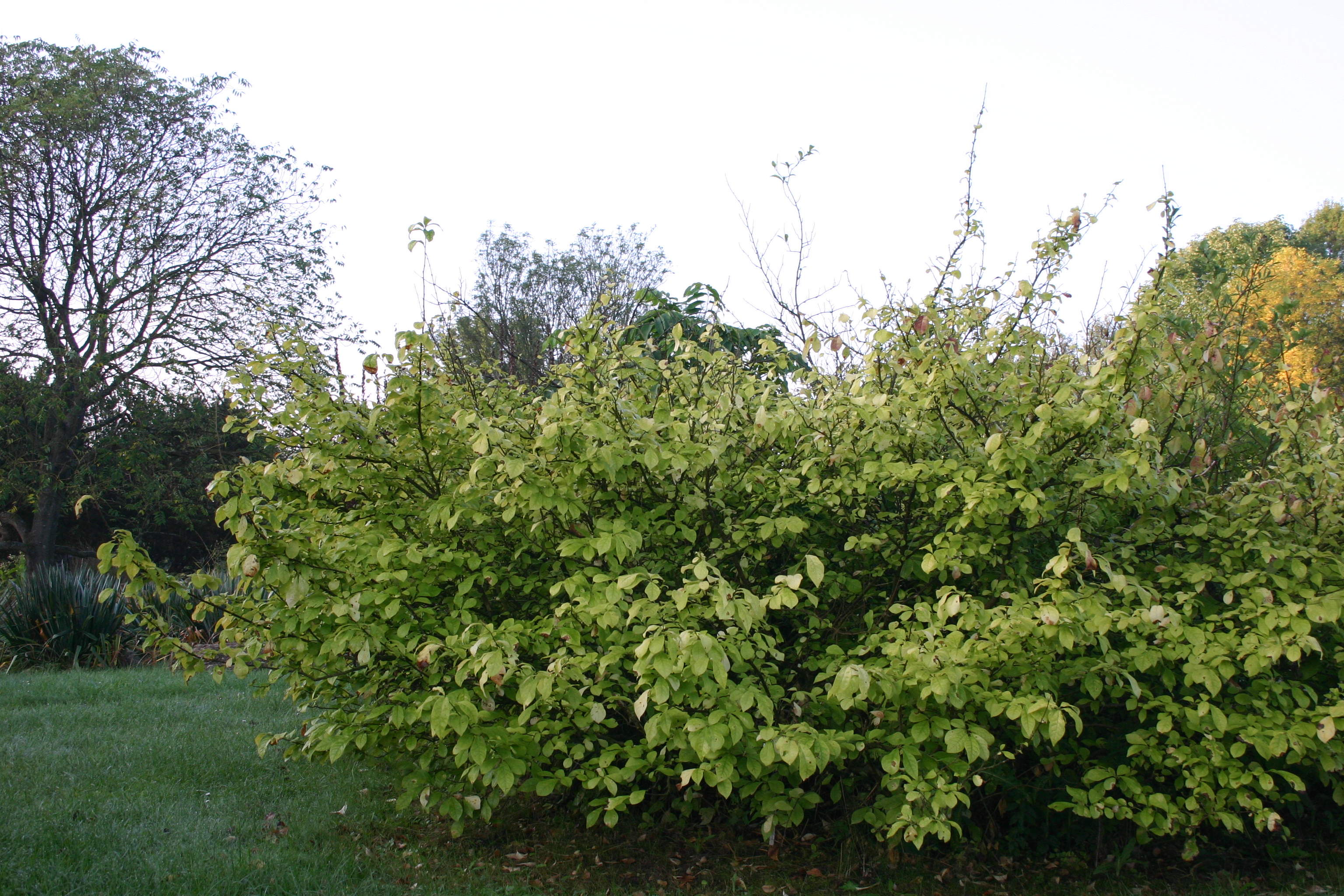 Hamamelis japonica - Wikispecies