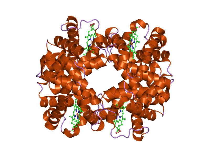 File:PDB 1o1k EBI.jpg