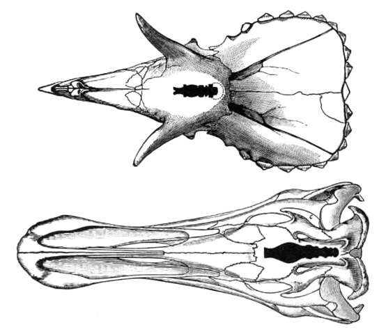 File:Pasta - triceratops brain.jpg