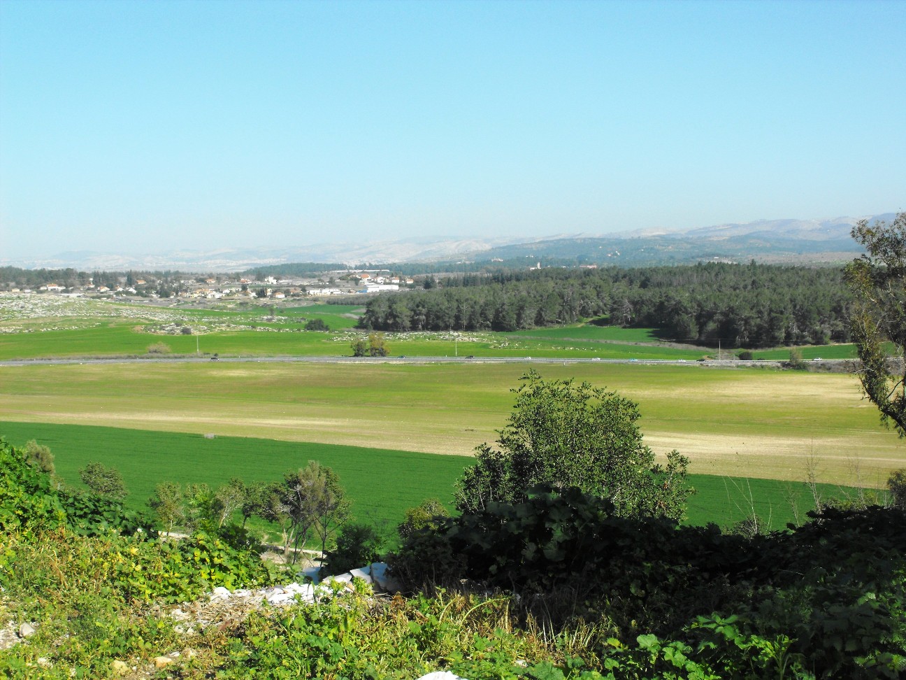 PikiWiki Israel 19061 Plants of Israel.jpg