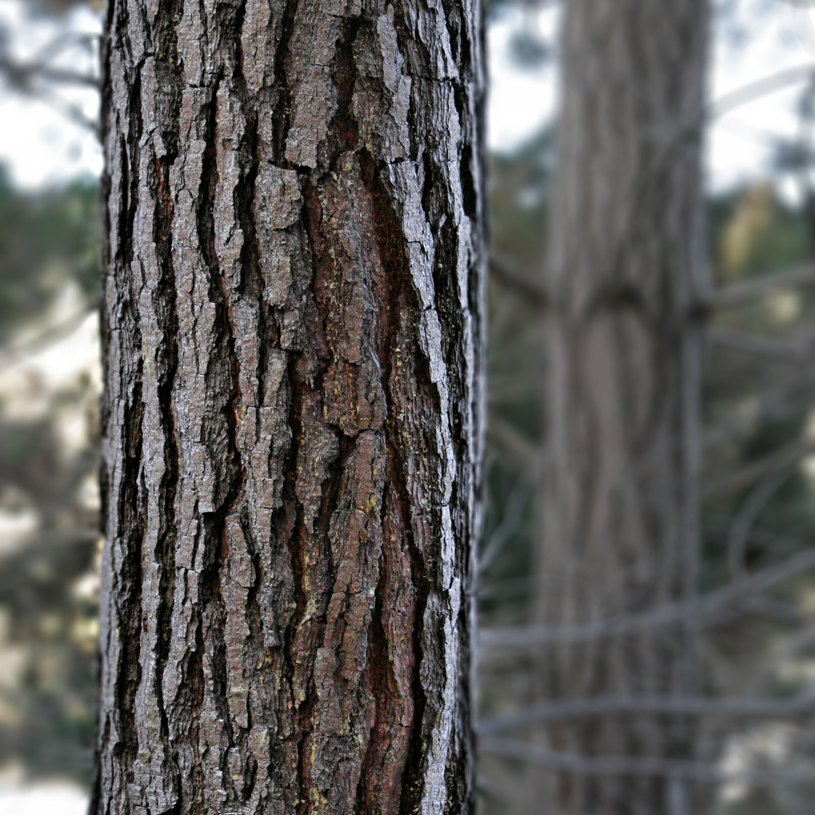 YOUR HEALTH: Using Tree Bark To Attack Tumors