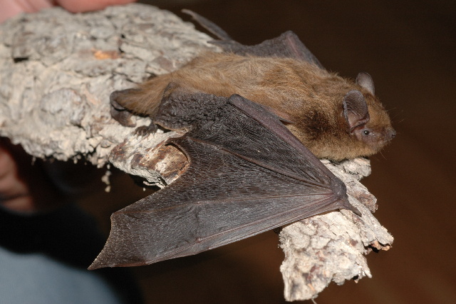 File:Pipistrellus nathusii 05.jpg