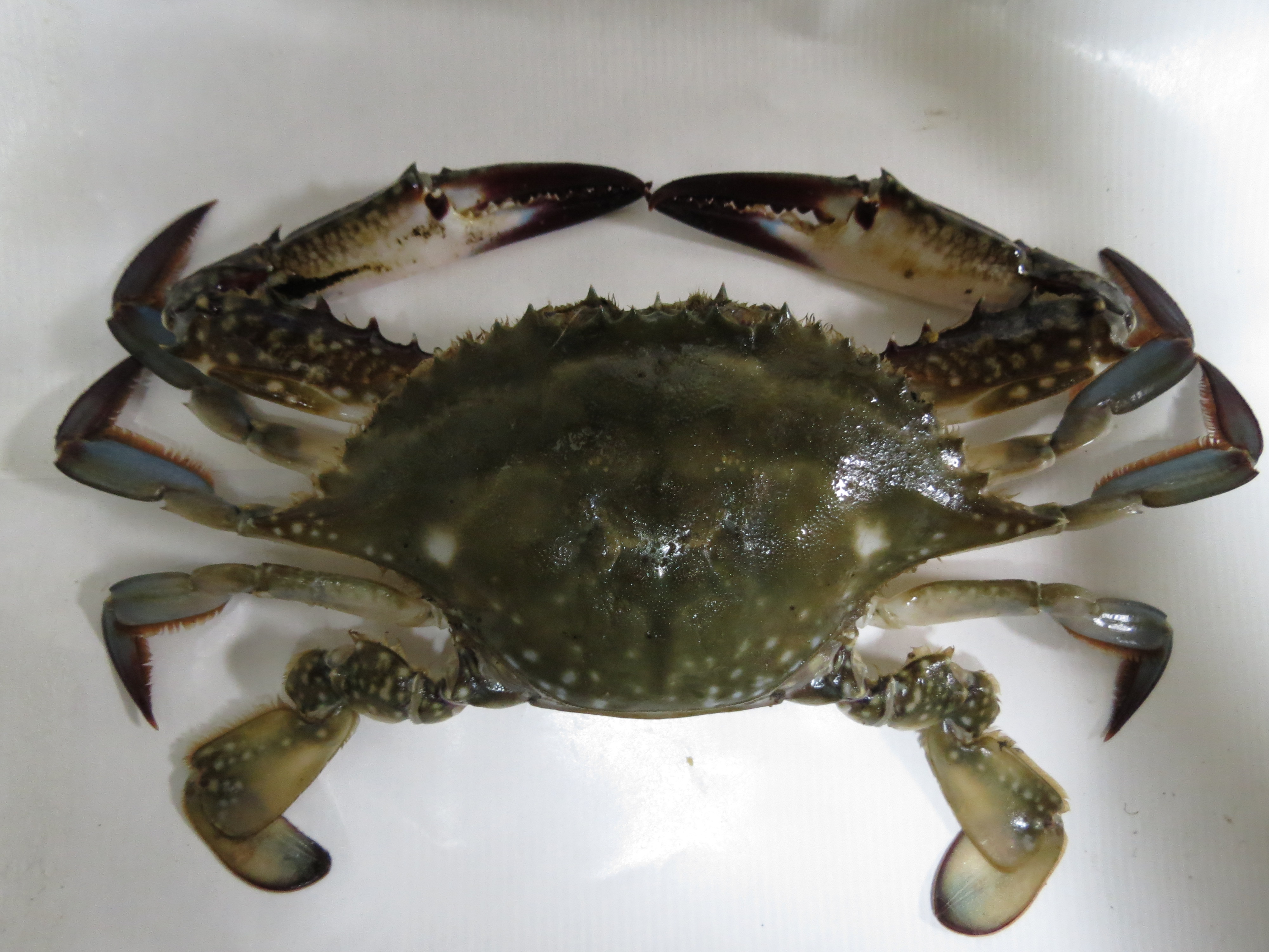 Blue swimming crab Crab seafood recommendation