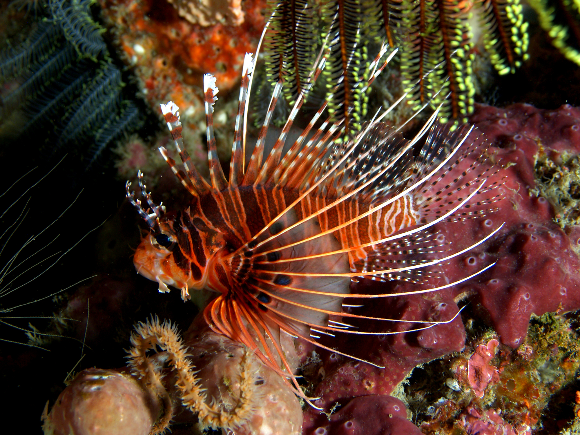 Крылатка купить. Крылатка-Зебра чернополосая (дьявол) (Pterois volitans). Pterois antennata. Рыба крылатка Pterois antennata. Крылатка-Зебра чернополосая дьявол.