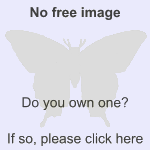 Replace this image butterfly.png