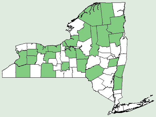 File:Rhododendron groenlandicum NY-dist-map.png