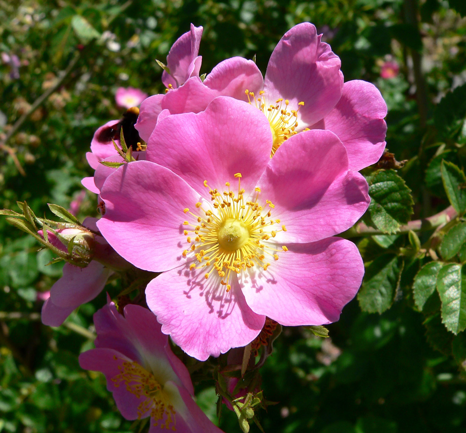 pink rose full bloom yellow center