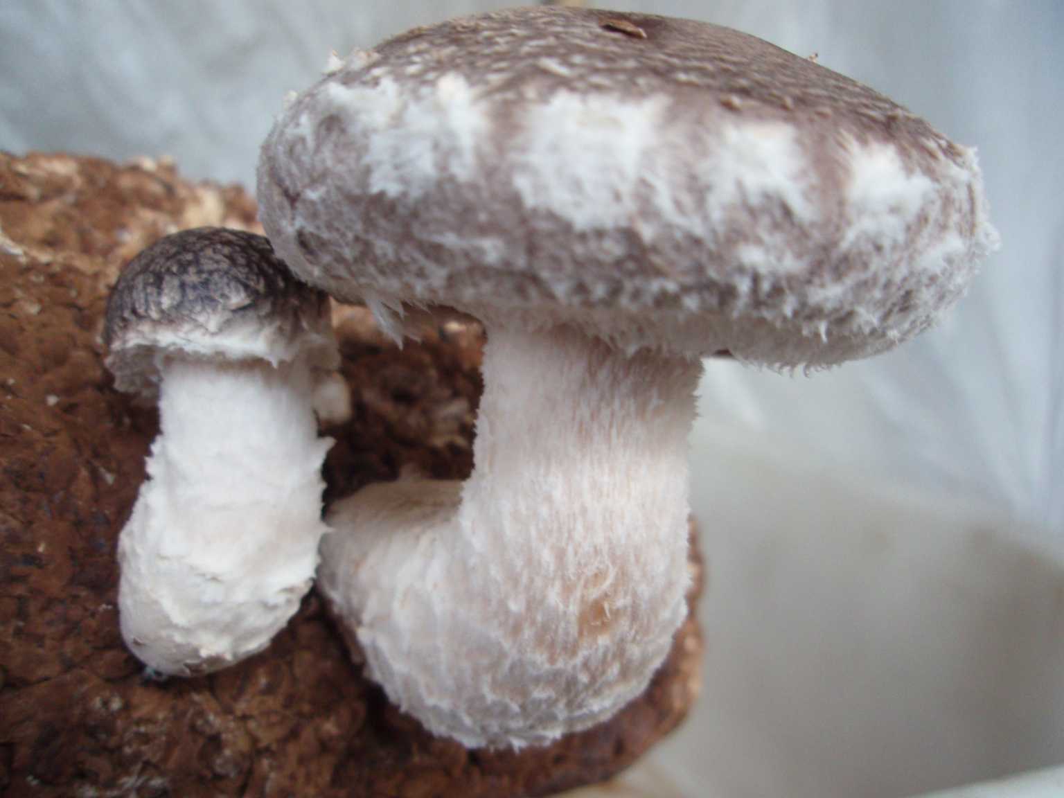 Shiitake - Wikipedia