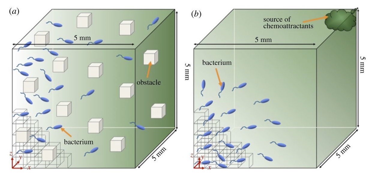 File:Simulation of bacterial in the presence of a chemoattractant.jpg -  Wikipedia