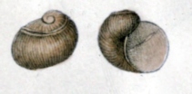 <i>Sinezona ferriezi</i> Species of gastropod