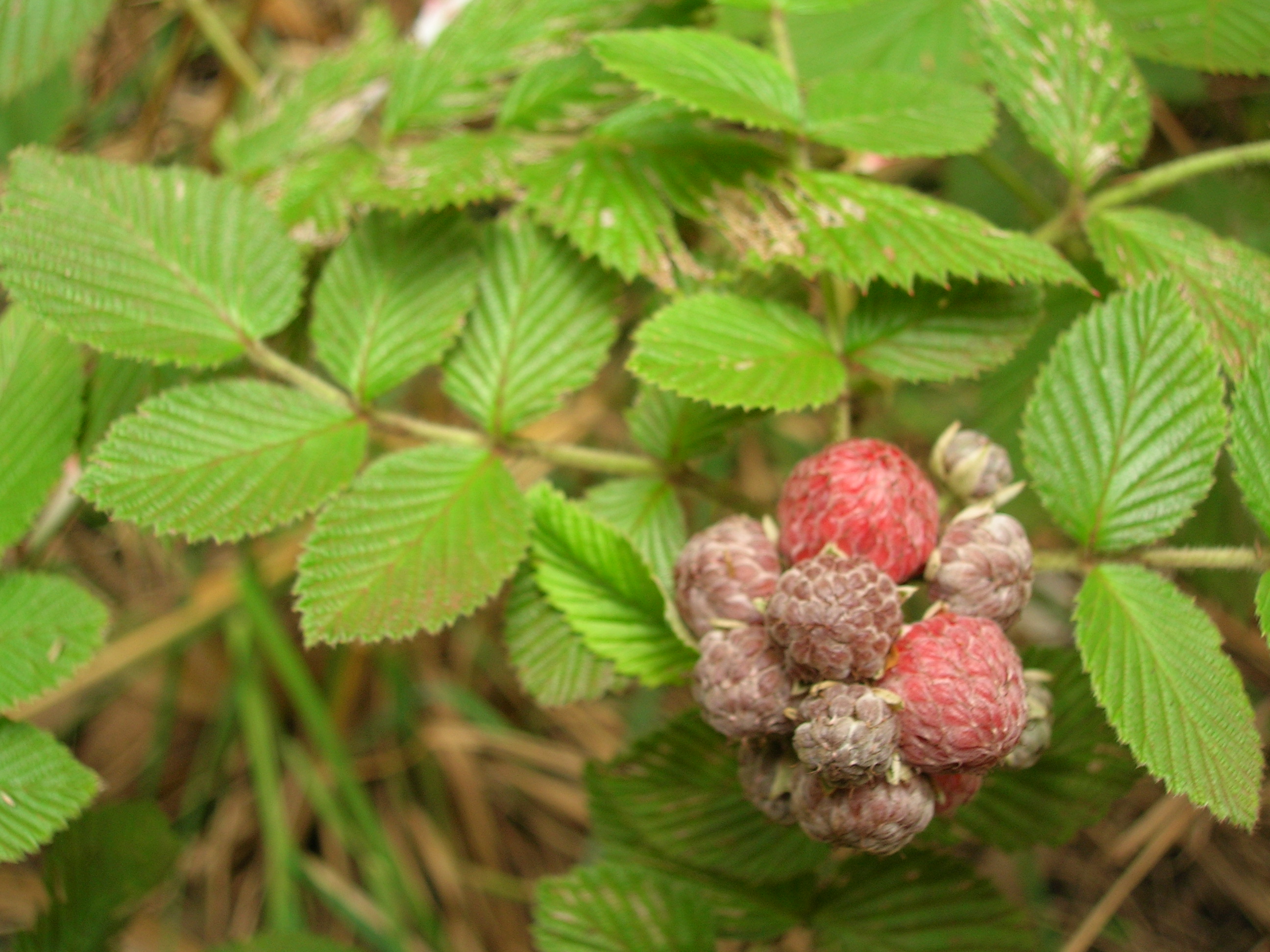 Войти в рубус видман. Малина Rubus spectabilis. Rubus Home. Рубус срезка. Рубус Нарьян-мар.