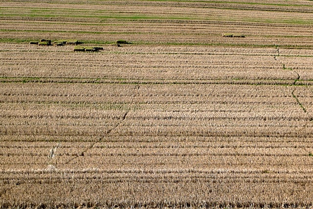 File:Stubble lines or contour lines^ - geograph.org.uk - 999112.jpg