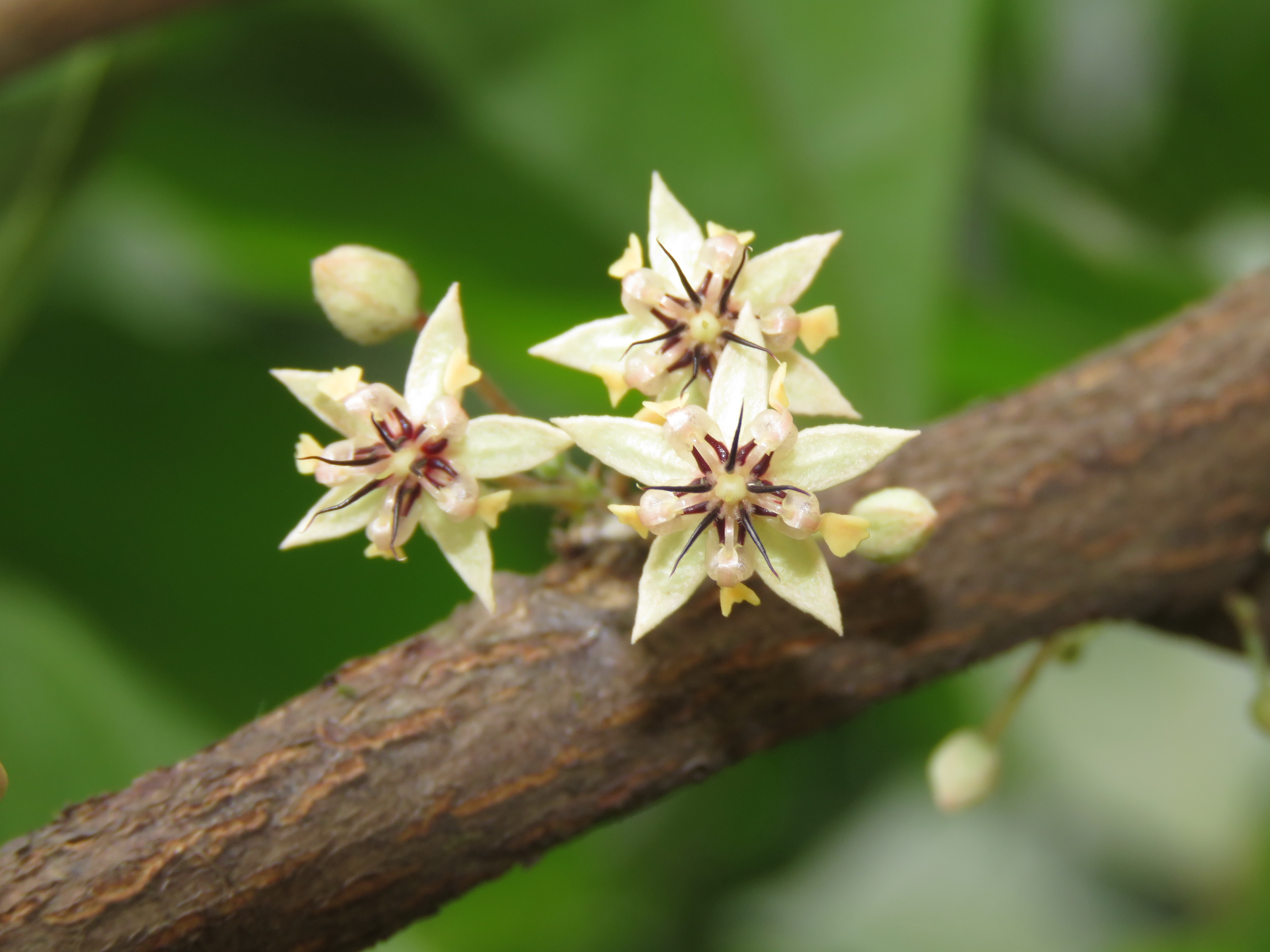[IMAGE:https://upload.wikimedia.org/wikipedia/commons/e/e6/Theobroma_cacao_flowers_at_Kunnathurpadi_%285%29.jpg]