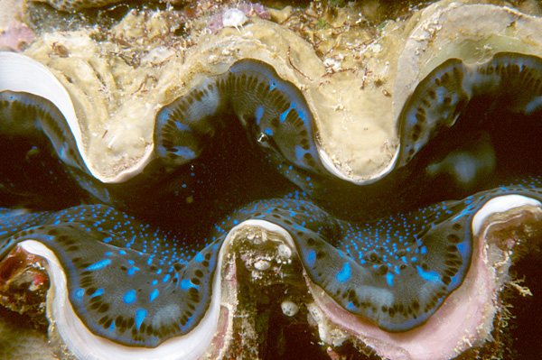 ファイル:Tridacna maxima clam, Palau Islands, Micronesia.jpg