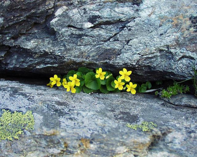 File:Viola biflora12072002vuegnrle.JPG