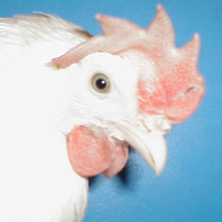 File:White Leghorn-untrimmed beak.jpg