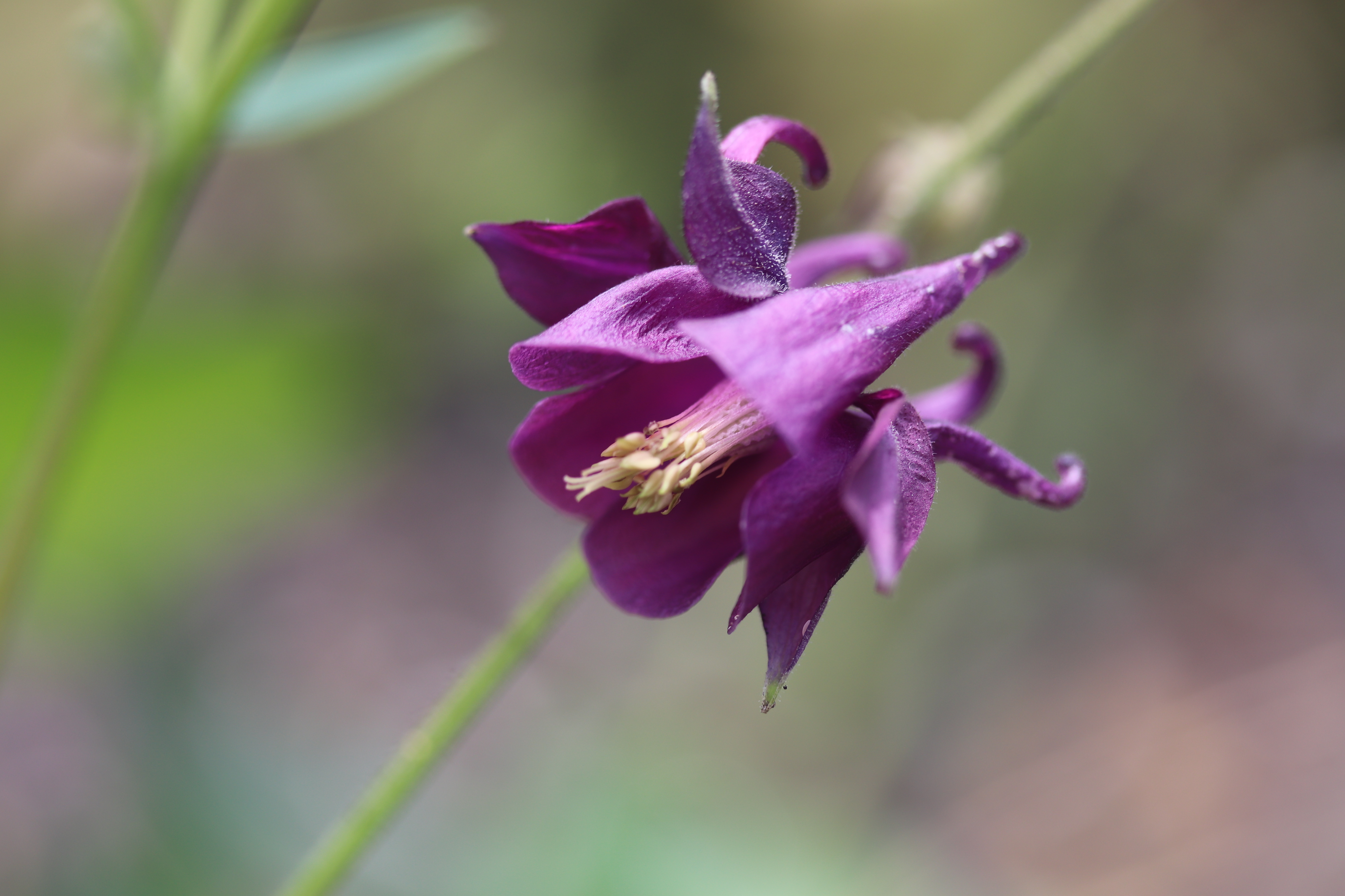 Аквилегия Botanical