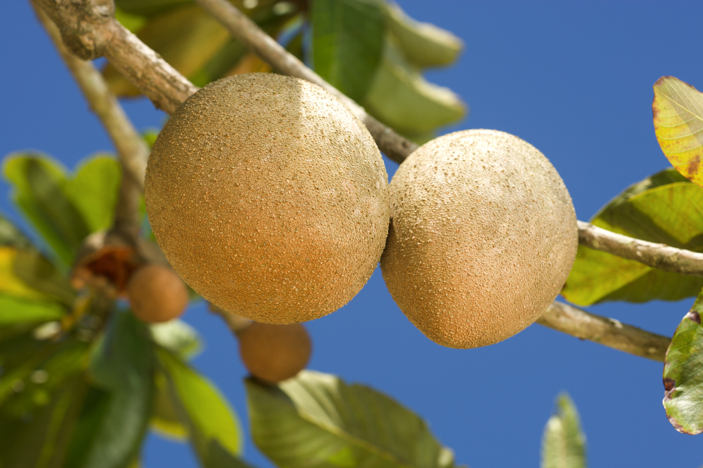 mamey sapote health benefits