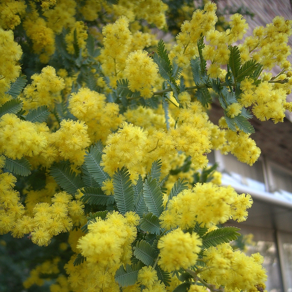 Acacia baileyana.jpg