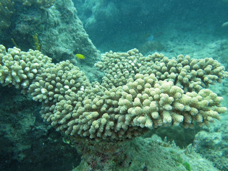 File:Acropora sarmentosa, isla Lizard.jpeg