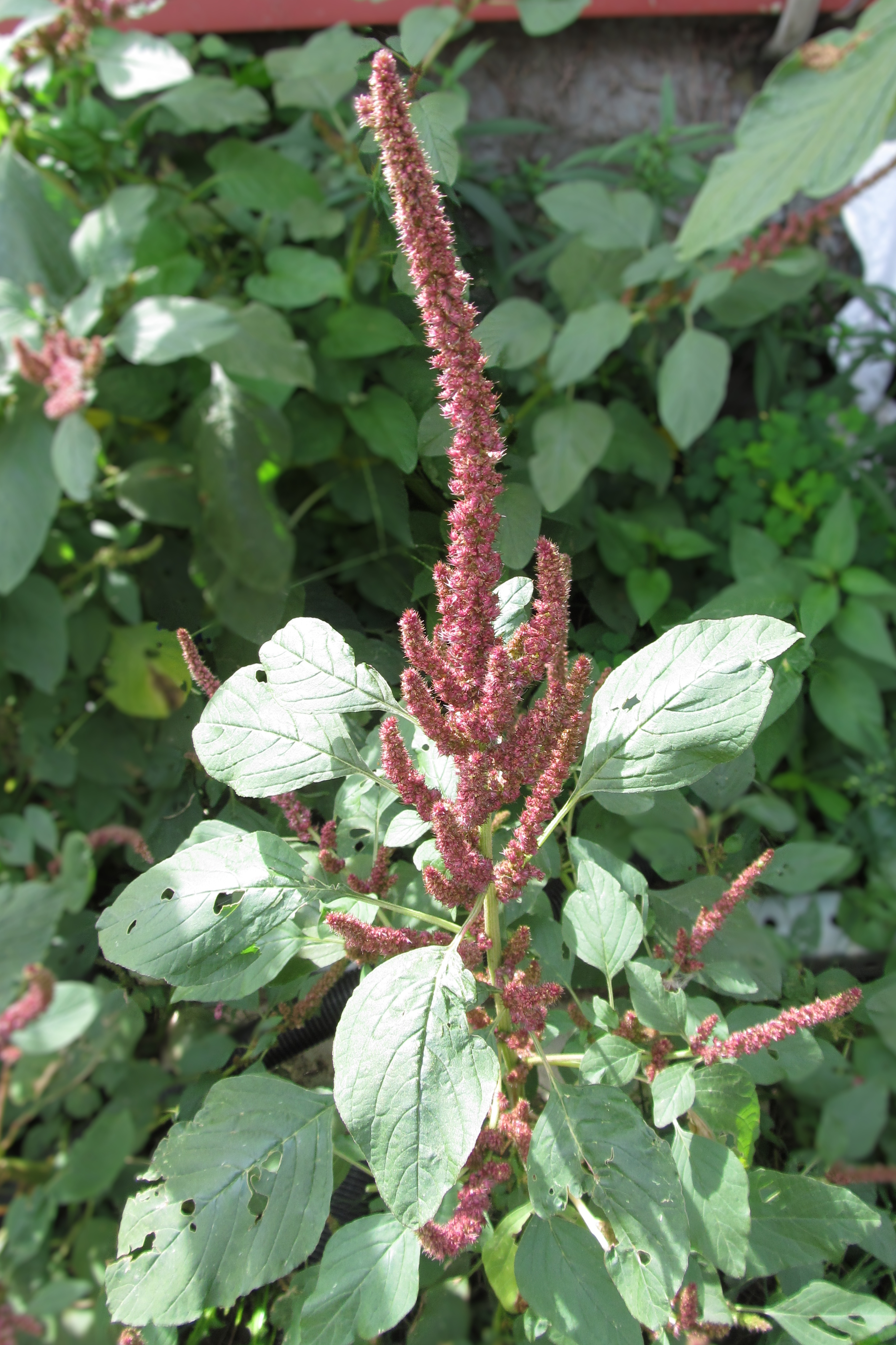 Amaranth naked